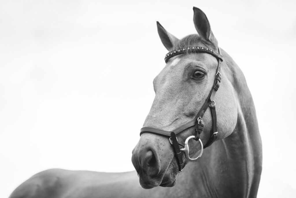 Pony Står for det nære, trygge og overskuelige. Ponyen er mindre end hesten, rolig, jordnær og ofte forbundet med omsorg, relationer og kontakt i øjenhøjde